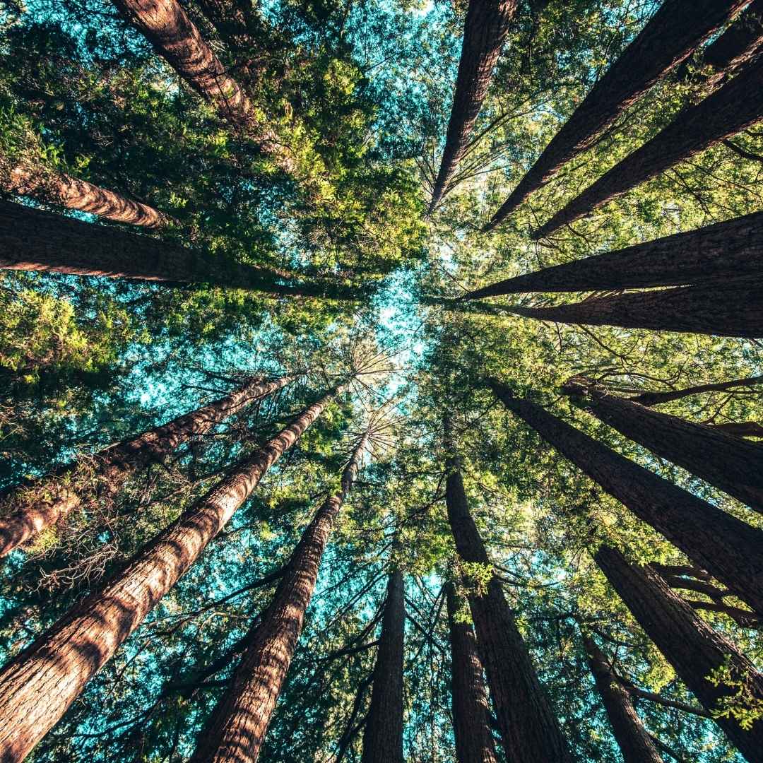 Looking up at trees