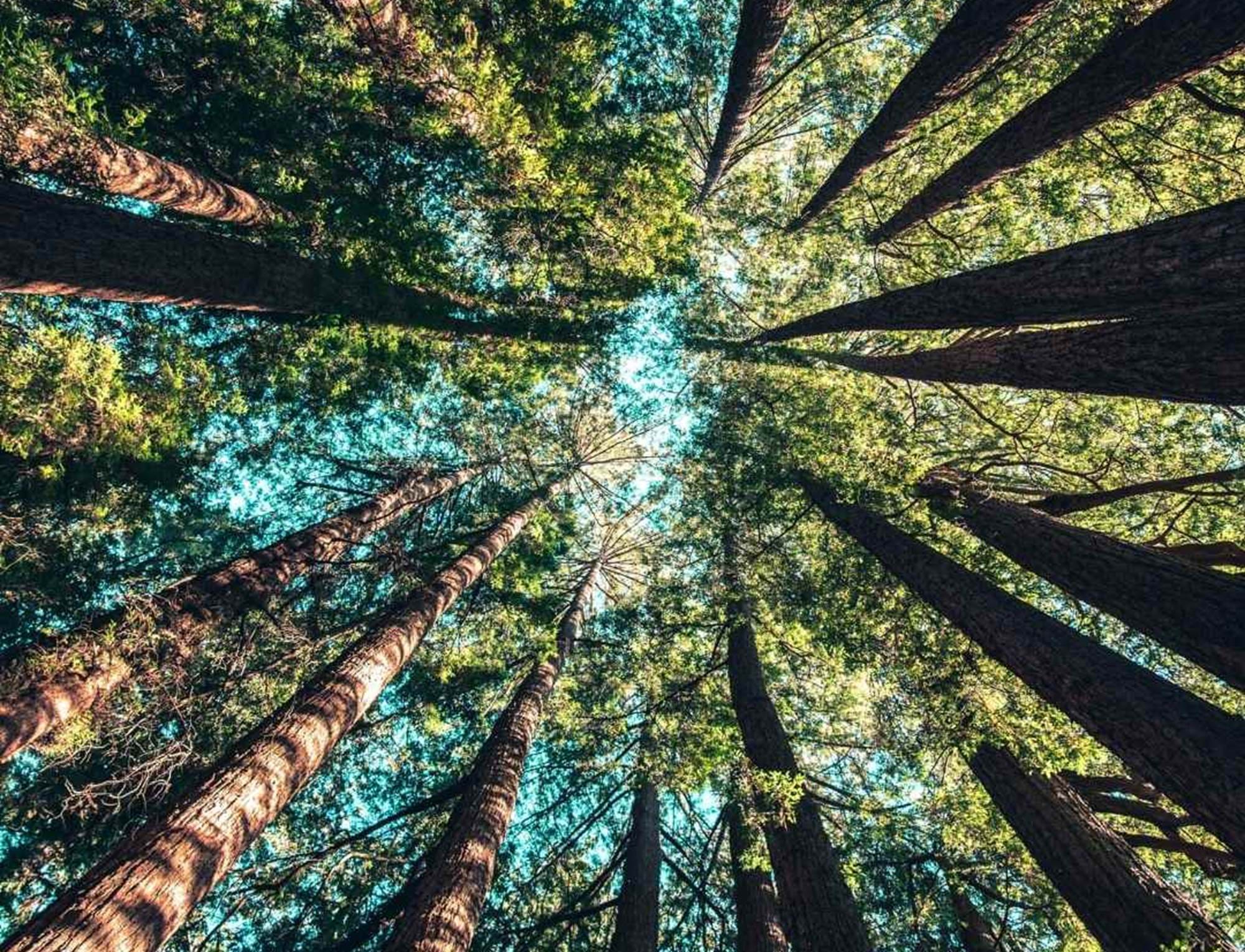 Looking up at trees