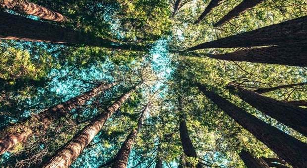 Looking up at trees