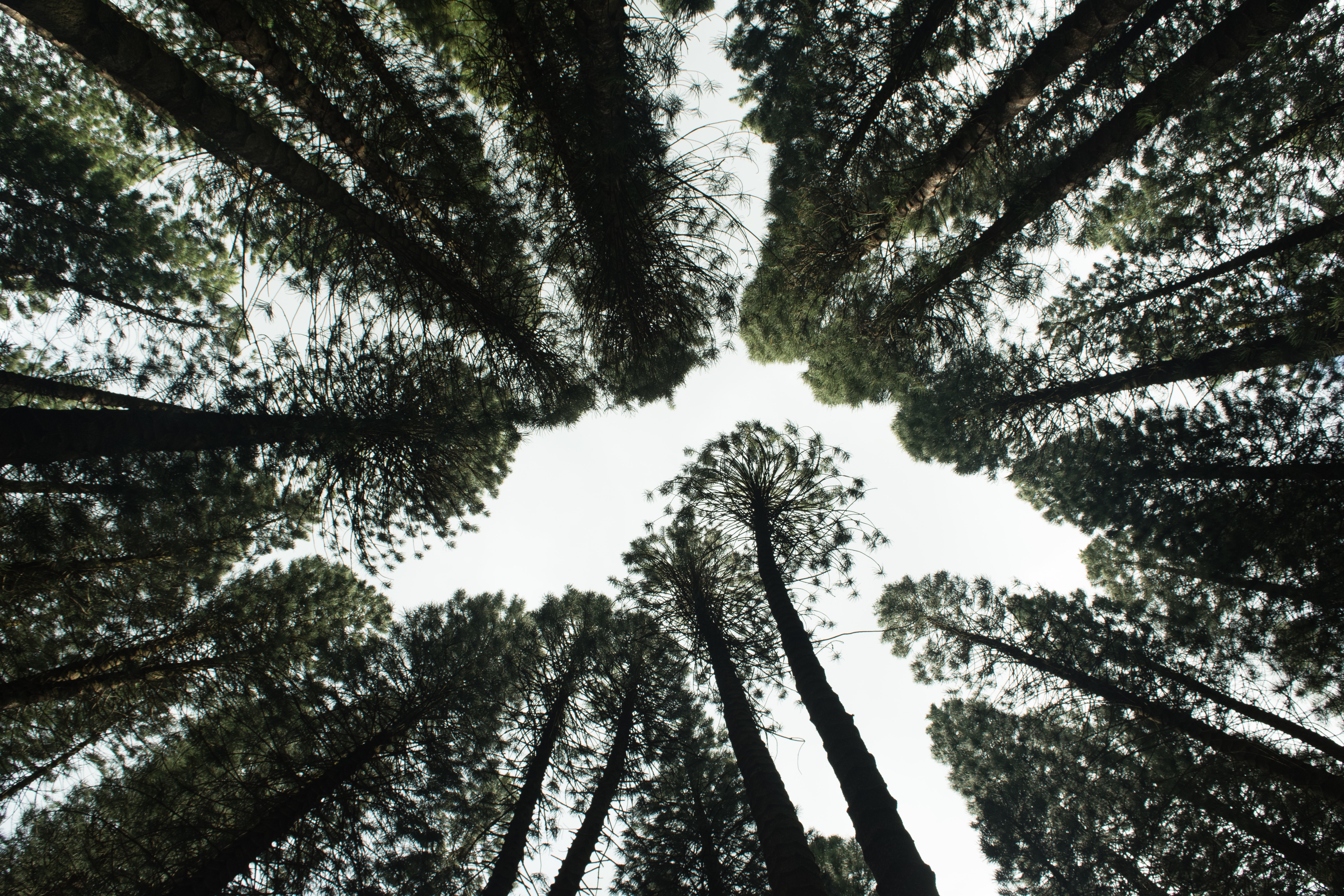  a shot of tress taken from the ground