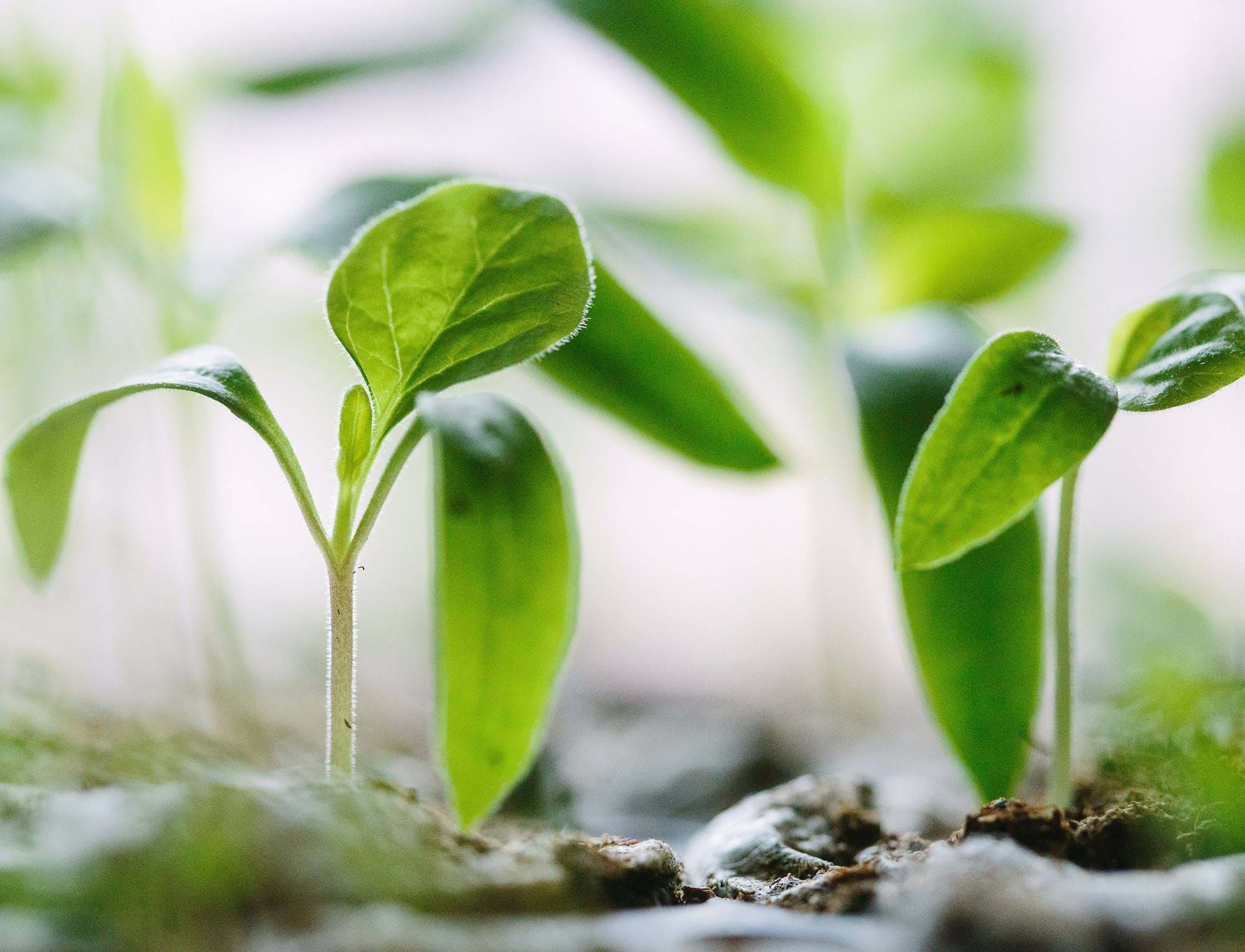 Plants growing from the ground
