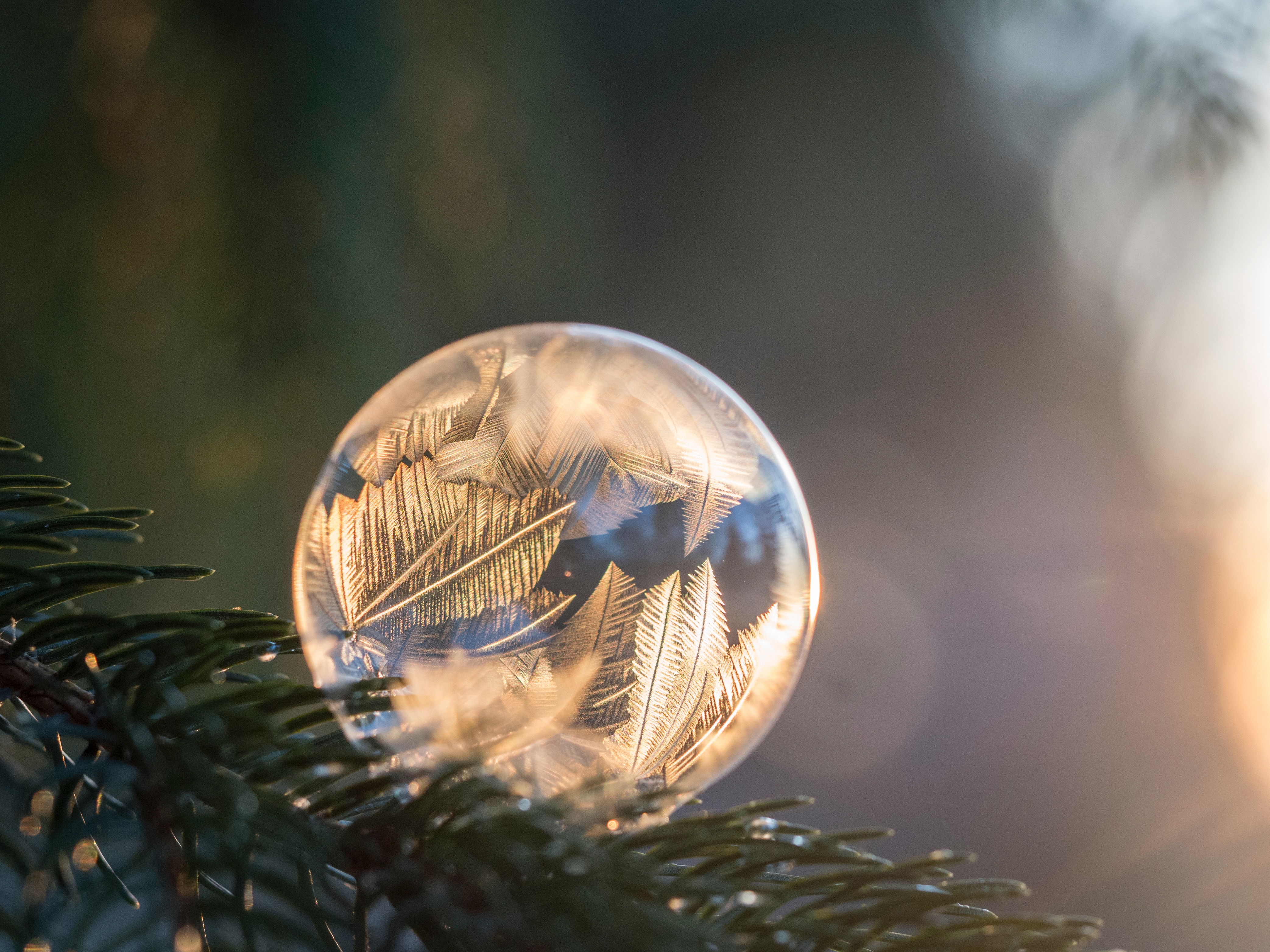 Close up of a bauble on a tree