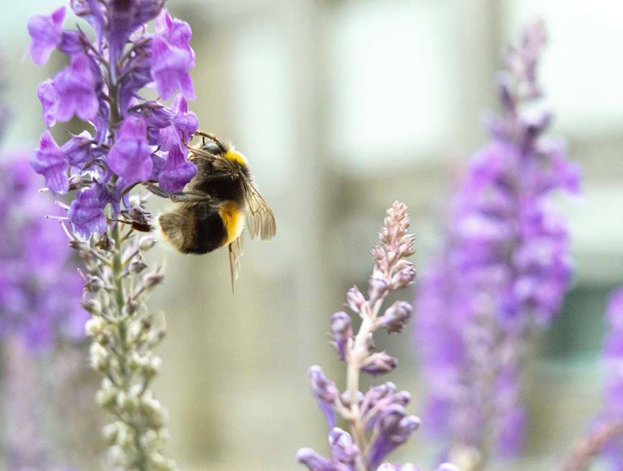 A bee landing on lavender