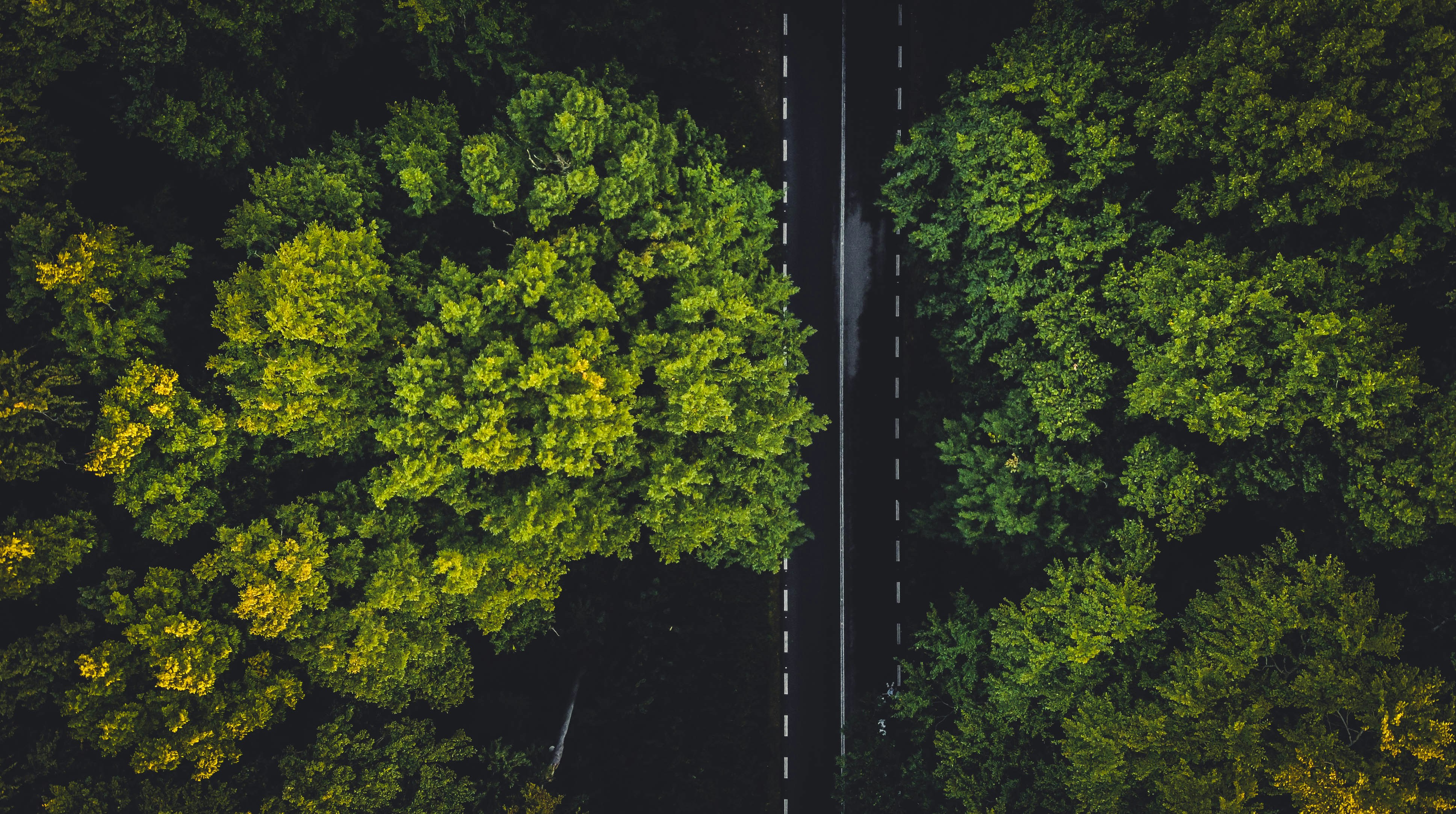 Aerial view of a road and trees