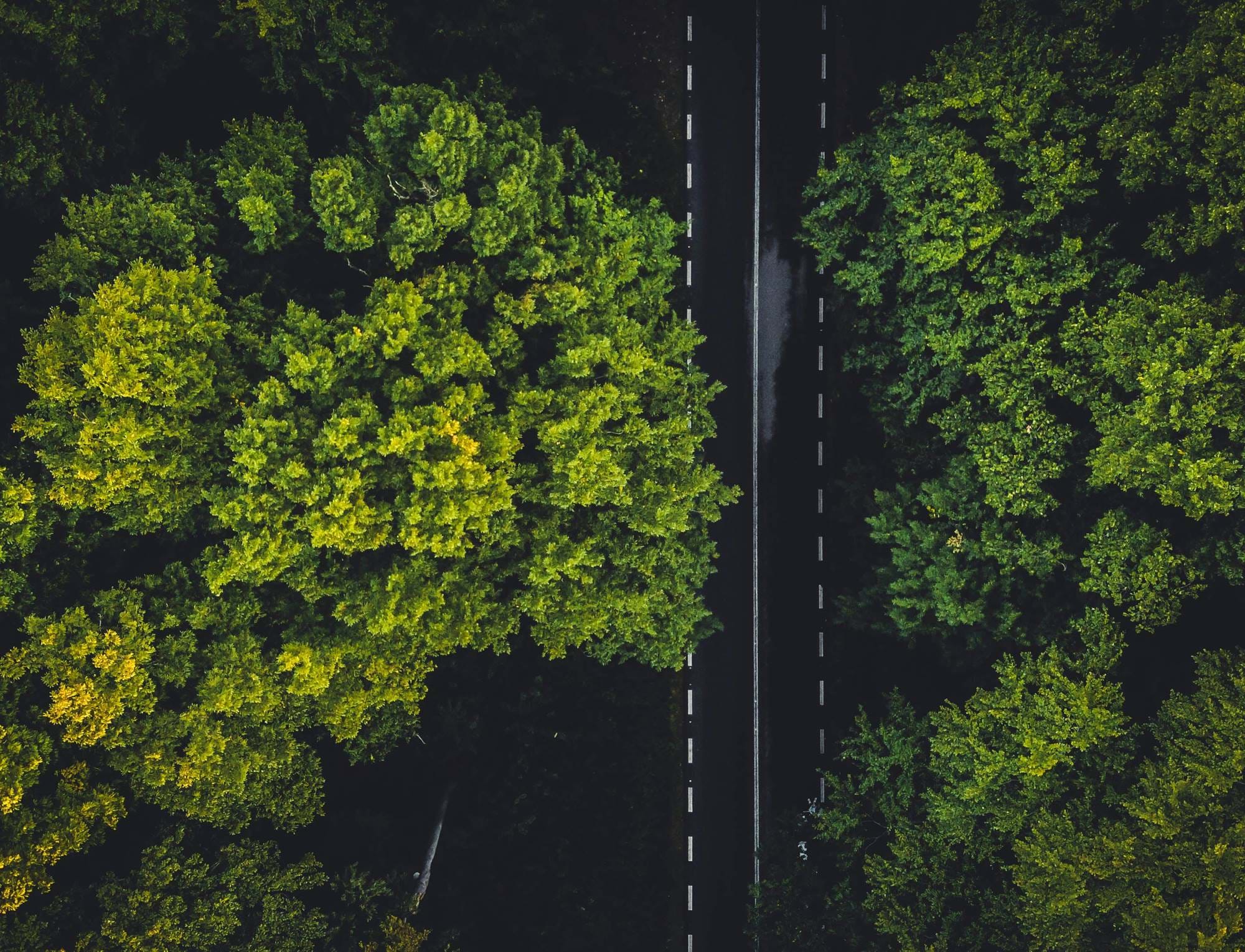 Aerial view of a road and trees