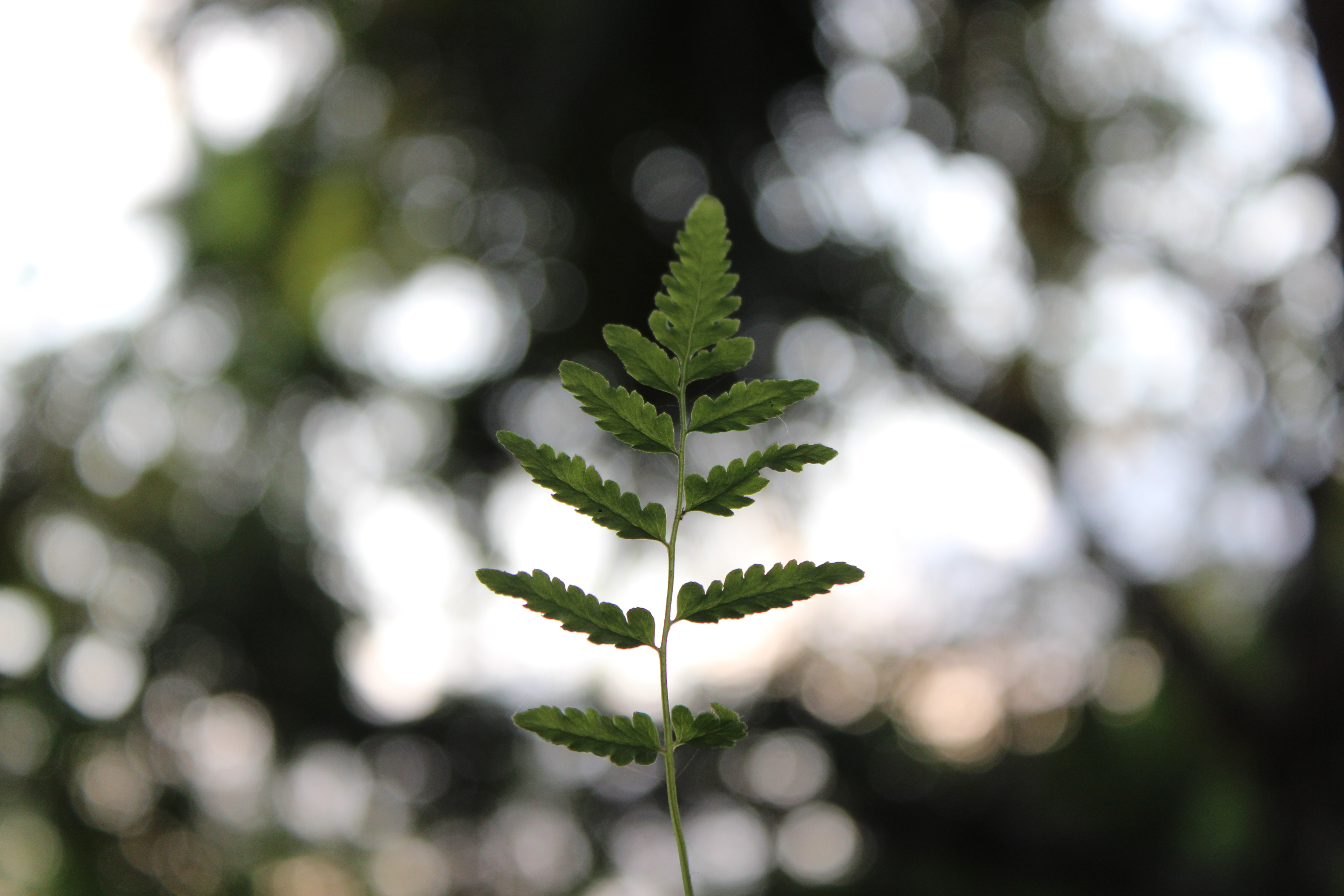 Plants growing from the ground