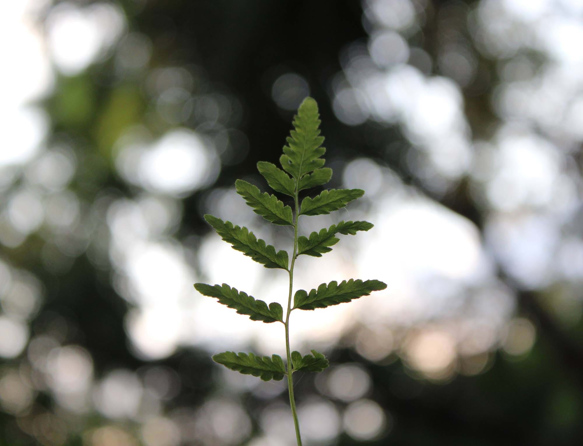 Plants growing from the ground